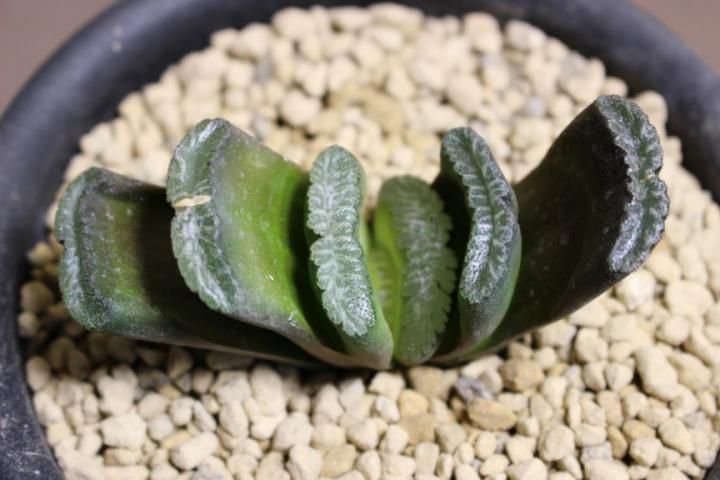 〓多肉植物〓ハオルチア属-玉扇 『大窓流多葉白線 M4』