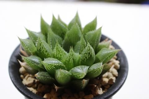 多肉植物 ユリ科ハオルチア属 秋物語 多肉植物 ユリ科ハオルチア属 秋物語