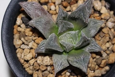 多肉植物 ハオルチア 白雪絵巻錦 - メルカリ