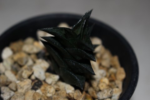 〓多肉植物〓ユリ科ハオルチア属-ダルマビスコーサ
