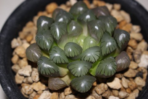〓多肉植物〓ユリ科ハオルチア属-ＯＢ-１（紫オブツーサ）