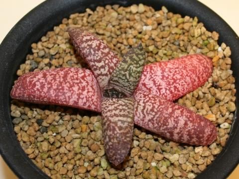 ☆パテシアーナ var ドロミチカ - 手作り雑貨とお花の店