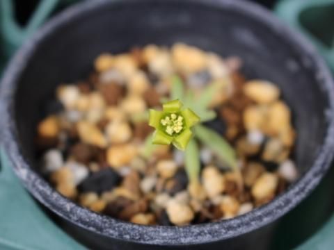 〓多肉植物〓ベンケイソウ科チレコドン属-ハリー