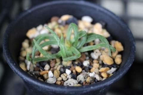 〓多肉植物〓ベンケイソウ科チレコドン属-ハリー