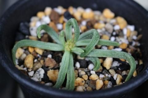 〓多肉植物〓ベンケイソウ科チレコドン属-ハリー