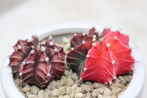 〓多肉植物〓サボテン科ギムノカリキウム属-緋牡丹錦