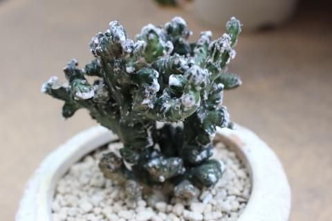 【セール 登場から人気沸騰】 良株】モンビレア アルプス カッコイイ 多肉植物 綴化 残雪の峰 サボテン