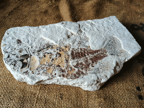 ネイティブインディアンエリア 化石 魚 鎌倉 アメリカン雑貨 アンティーク ヴィンテージ アメ車庫 ネイティブインディアンエリア 化石 魚 鎌倉 アメリカン雑貨 アンティーク ヴィンテージ アメ車庫