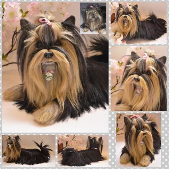 moe様オーダー専用ページ 羊毛フェルト ハンドメイド デグー Sさま