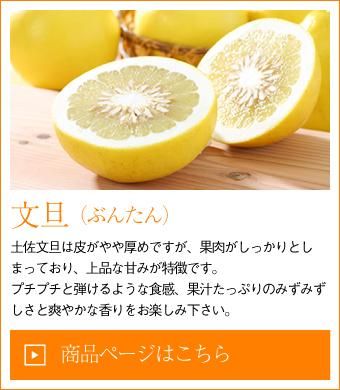 みかん・柑橘類 - はちやフルーツ