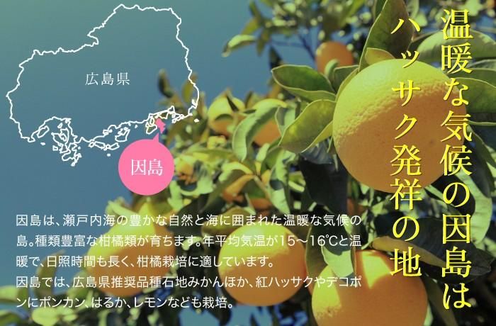 紅八朔 べにはっさく 赤秀 3L～Lサイズ 25～35玉 10kg 広島県産