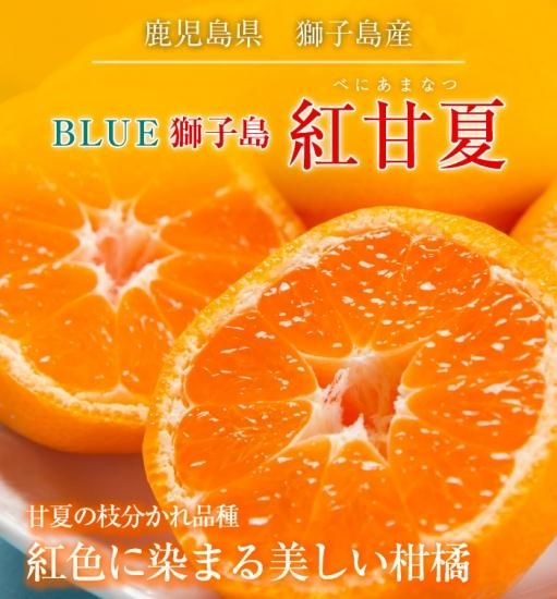 紅甘夏 青秀 L Mサイズ 約10kg 鹿児島県 獅子島産 Blue獅子島 送料無料 はちやフルーツ