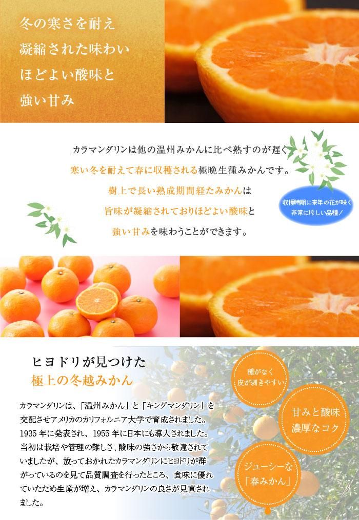 みかん 完熟春みかん カラマンダリン 〇等級 2L～S 1.5kg みきゃ