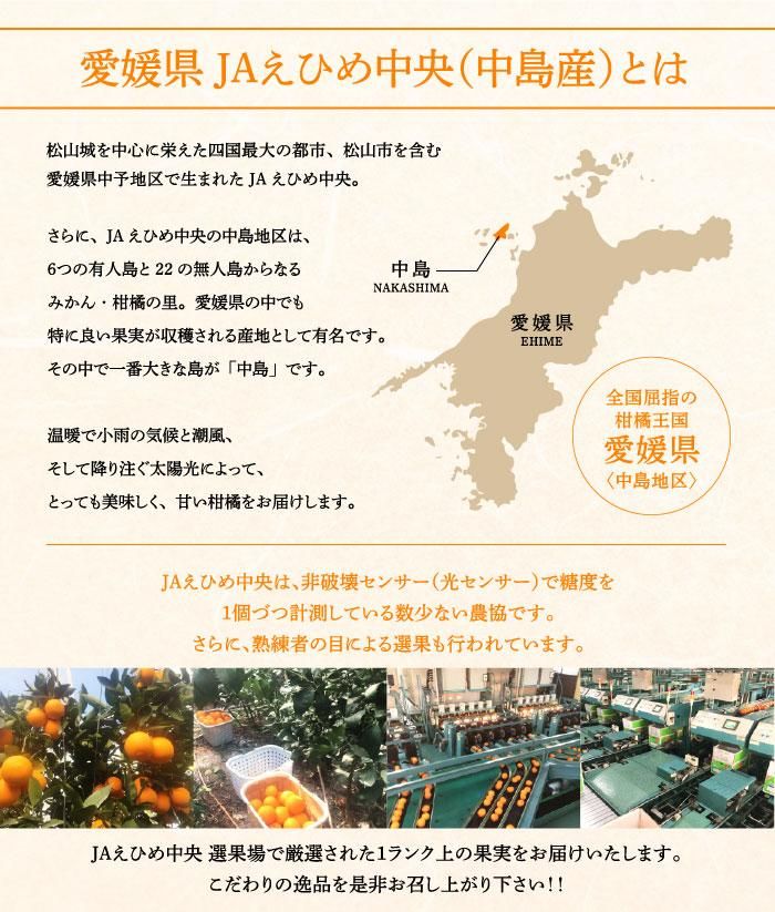みかん 完熟春みかん カラマンダリン 〇等級 2L～S 1.5kg みきゃ