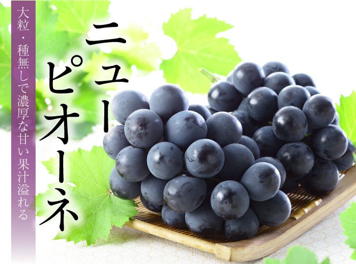 岡山県産 ニューピオーネ（5㌔）赤秀‼️ - 果物
