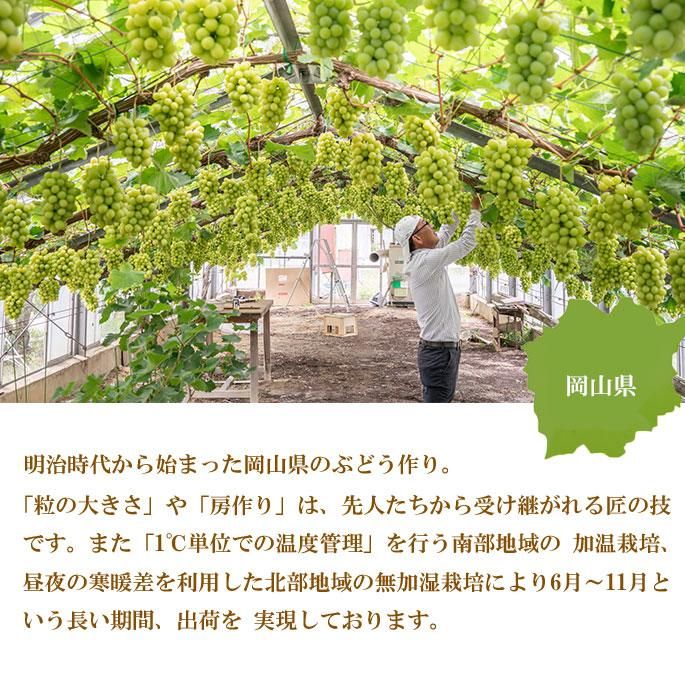 少し豊富な贈り物 御祝 晴王 贈答用 2022 ぶどう 御中元 御供 青秀 少し豊富な贈り物 御祝 晴王 贈答用 2022 ぶどう 御中元 御供 青秀