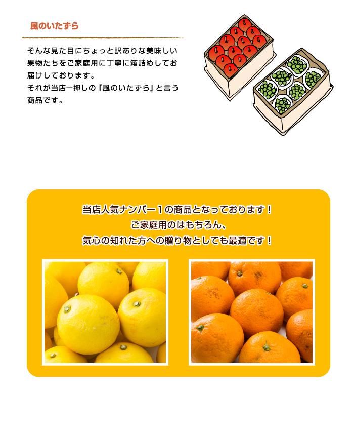 訳あり 晩白柚 6玉入り M〜Sサイズ ご家庭用 熊本産 : 厳選
