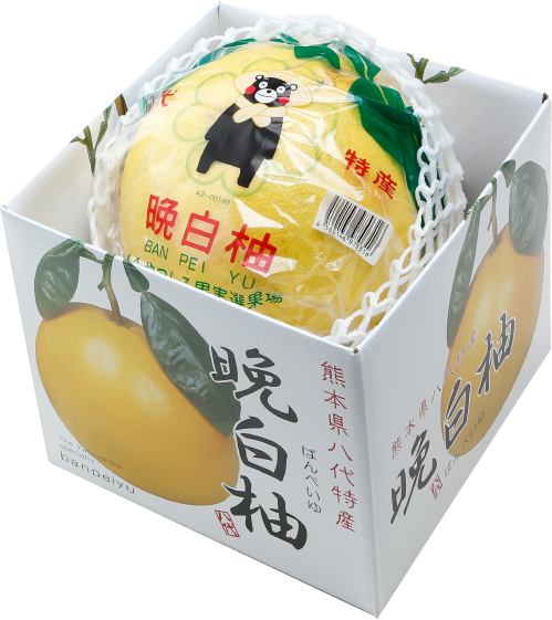 お歳暮 みかん 晩白柚 ばんぺいゆ 秀品 特大玉 2lサイズ 1玉 2kg 熊本県産 Jaやつしろ 化粧箱入り 柑橘 蜜柑 12月上旬より順次発送 はちやフルーツ