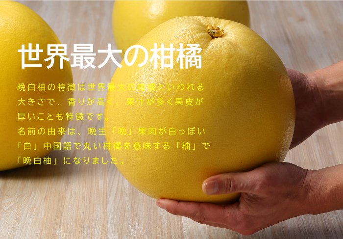みかん 晩白柚 ばんぺいゆ 秀品 2Lサイズ 1玉 1.8kg 熊本県産 JAやつ 