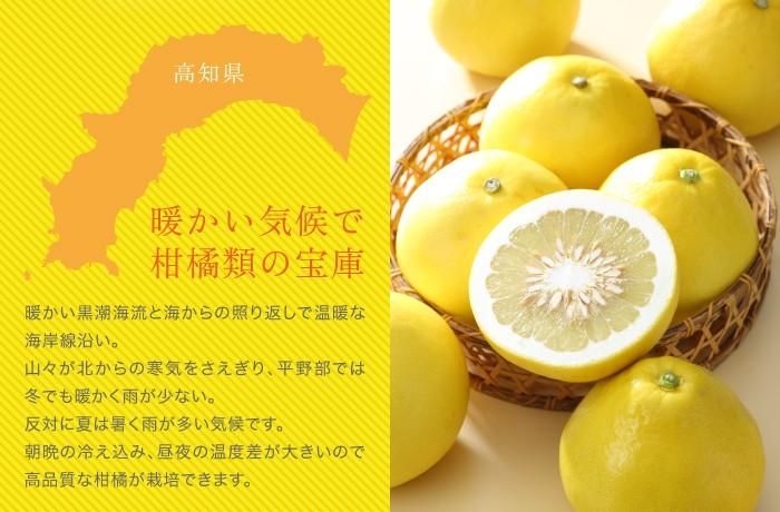 ぶんたん 土佐文旦 〇等級 大きさおまかせ 5kg 高知県産 JA高知市 ブンタン とさぶんたん トサブンタン 【2月上旬より順次発送】 - はちやフルーツ ぶんたん 土佐文旦 〇等級 大きさおまかせ 5kg 高知県産 JA高知市 ブンタン とさぶんたん トサブンタン 【2月上旬より順次発送】 - はちやフルーツ