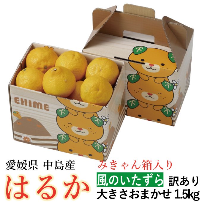 みかん はるか 風のいたずら 訳あり 大きさおまかせ 1 5kg みきゃん箱入り 愛媛県 中島産 はちやフルーツ