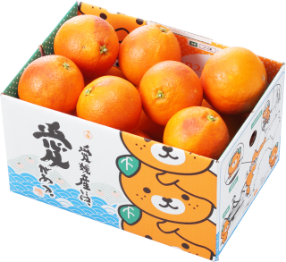 みかん 柑橘類 はちやフルーツ みかん 柑橘類 はちやフルーツ