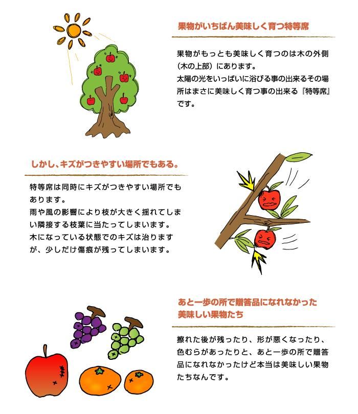 マンゴー みやざき完熟マンゴー 風のいたずら 訳あり 4Lサイズ×3