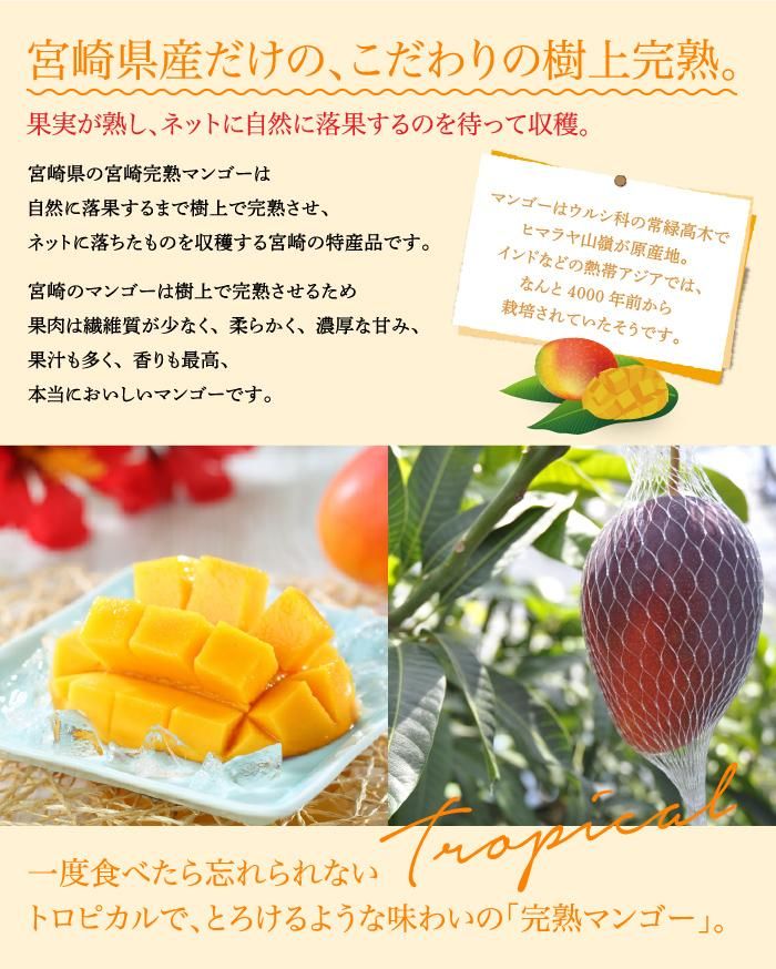 マンゴー みやざき完熟マンゴー 風のいたずら 訳あり 4Lサイズ×3