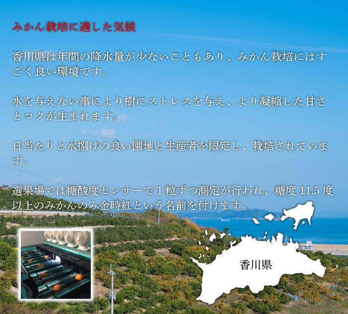 お歳暮 みかん 金時紅みかん 風のいたずら ちょっと訳あり 大きさおまかせ 2.5kg 香川県産 お取り寄せ 【12月上旬より順次発送】 -  はちやフルーツ