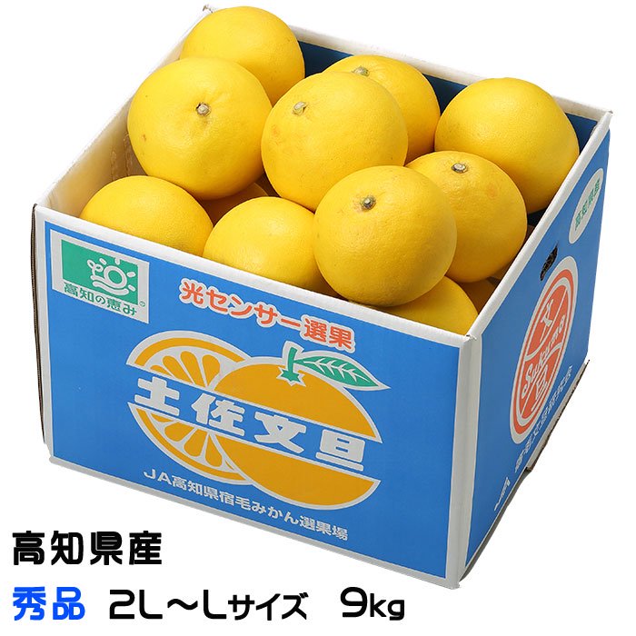 人気商品！ 51高知特産 約20kg 露地栽培 約10kg 土佐文旦 文旦 文旦 約