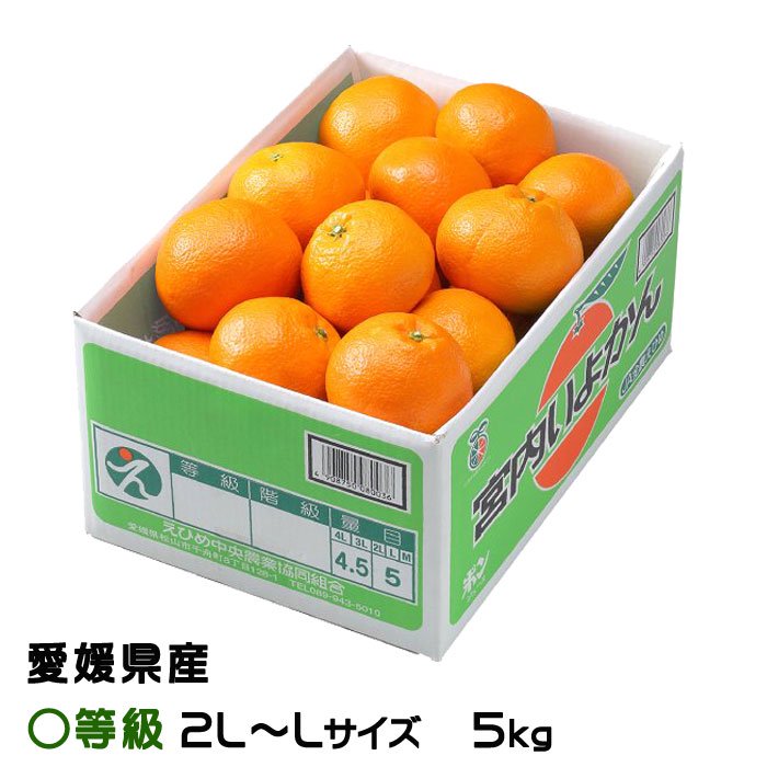 みかん 宮内伊予柑 〇等級 2L～Lサイズ 5kg JAえひめ中央 愛媛県産 