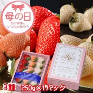 <img class='new_mark_img1' src='https://img.shop-pro.jp/img/new/icons14.gif' style='border:none;display:inline;margin:0px;padding:0px;width:auto;' /> 2025  ɤ 3ʸԲڡø㡦ѡۥ磻ȡ250g ɸ  51511δ֤ˤϤޤջԲġˡ