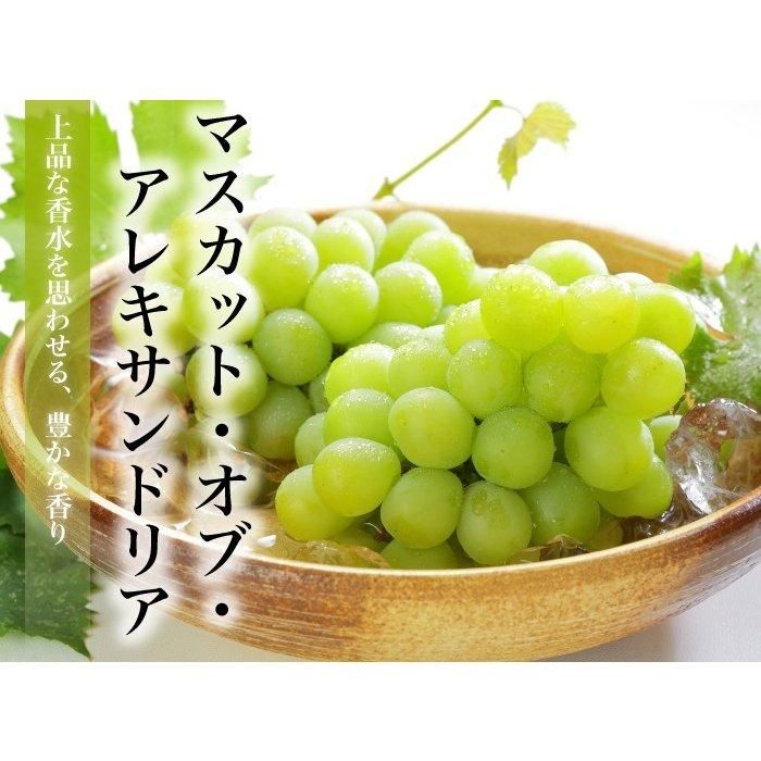 お中元 マスカット オブ アレキサンドリア 赤秀 600g×2房 岡山県産 JAおかやま 【6月上旬より順次発送】 はちやフルーツ マスカットオブアレキサンドリア