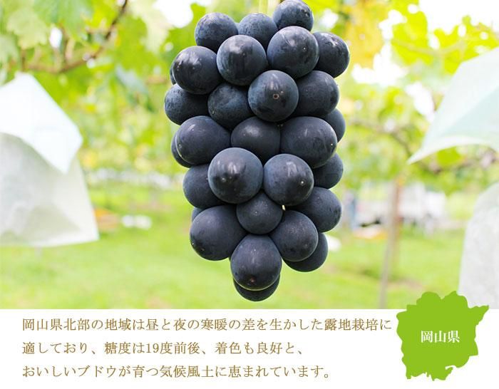 ぶどう ブラックビート 風のいたずら ちょっと訳あり 400g×2房