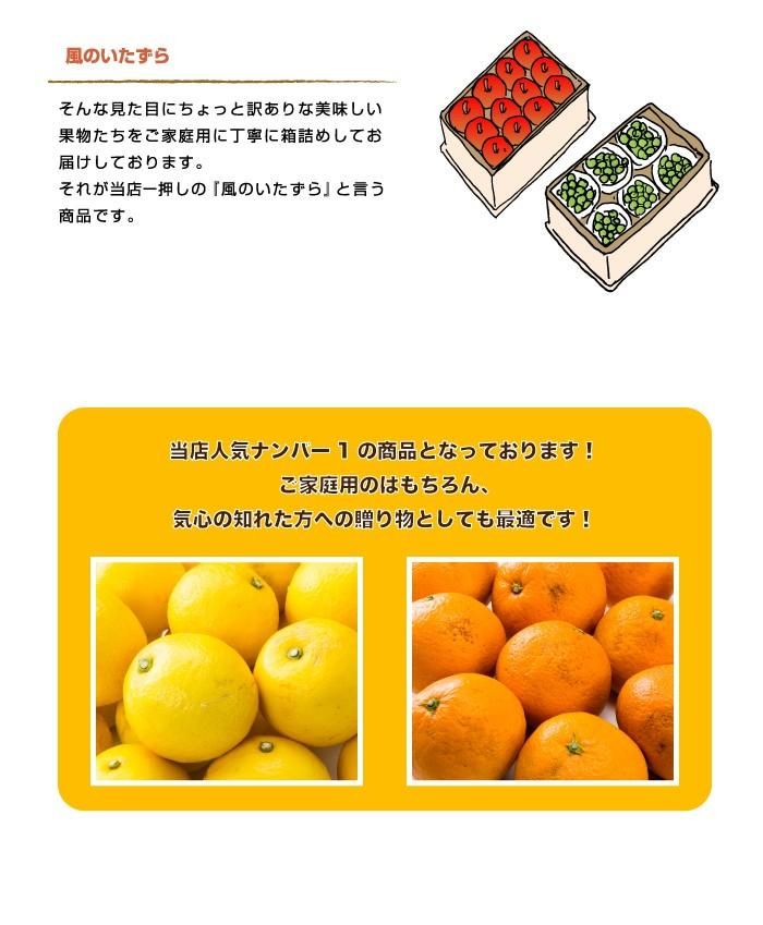 りんご こみつ 訳あり 風のいたずら 大きさおまかせ 5kg 究極の