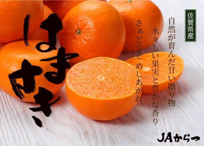 みかん はまさき 風のいたずら ちょっと訳あり 大きさおまかせ