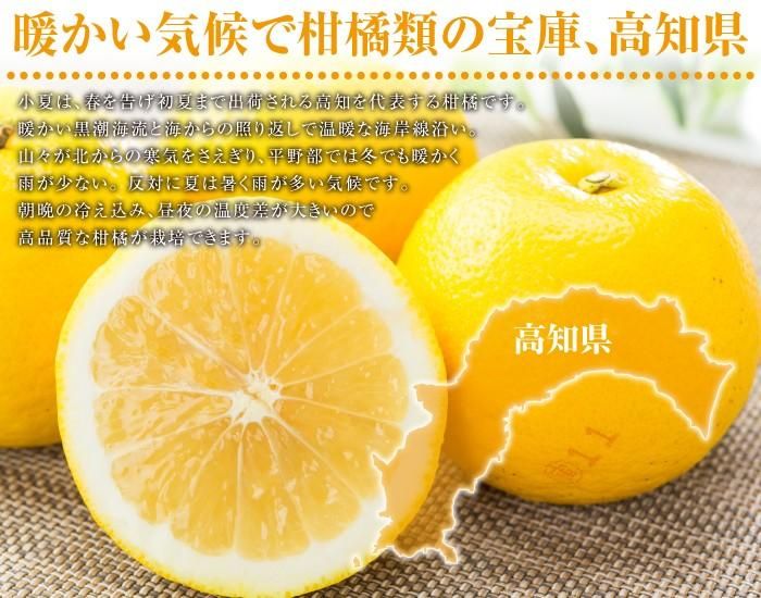 愛媛産 小夏 1kg 訳あり【2品で+1kg(3kgセット) 3品で+2kg(5kg