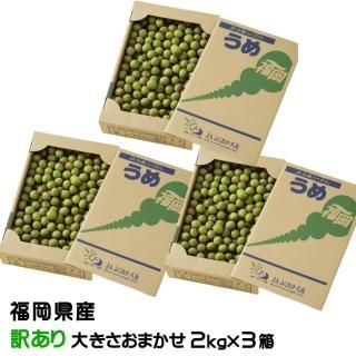 <img class='new_mark_img1' src='https://img.shop-pro.jp/img/new/icons13.gif' style='border:none;display:inline;margin:0px;padding:0px;width:auto;' />   Τ  2kg3Ȣ 礭ޤ JAʡȬ ʡ 5ܤ缡ȯ