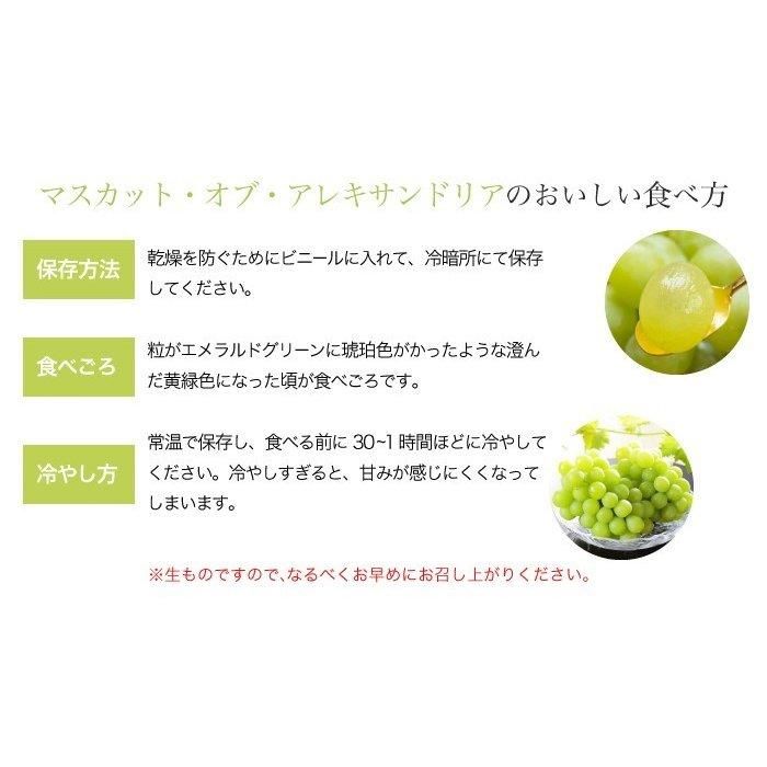 お中元 マスカット オブ アレキサンドリア 赤秀 500g×2房 岡山県産 JAおかやま 【6月上旬より順次発送】 - はちやフルーツ お中元 マスカット オブ アレキサンドリア 赤秀 500g×2房 岡山県産 JAおかやま 【6月上旬より順次発送】 - はちやフルーツ