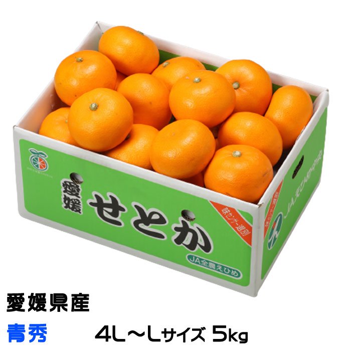 みかん せとか 青秀 2l Mサイズ 5kg 愛媛県産 ｊａえひめ中央 中島選果場 ミカン 蜜柑 ギフト 贈り物 はちやフルーツ