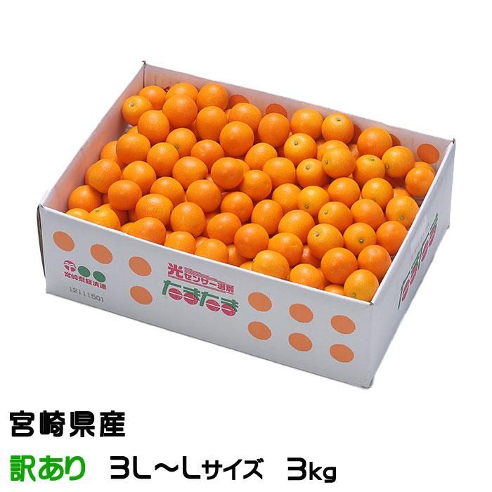 きんかん たまたま 完熟きんかん 風のいたずら 訳あり 3l Lサイズ 3kg 宮崎県産 キンカン 金柑 はちやフルーツ きんかん たまたま 完熟きんかん 風のいたずら 訳あり 3l Lサイズ 3kg 宮崎県産 キンカン 金柑 はちやフルーツ