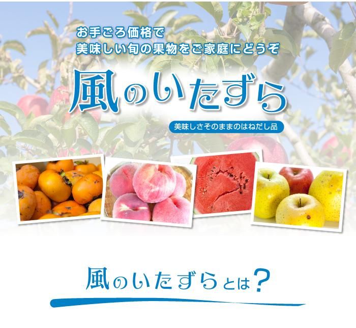 きんかん たまたま 完熟きんかん 風のいたずら 訳あり 3l Lサイズ 3kg 宮崎県産 キンカン 金柑 はちやフルーツ