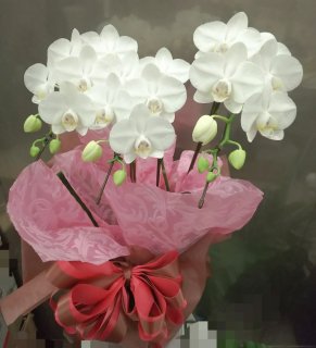 ミニ胡蝶蘭白送料税込み10000円　お花が長持ちします！