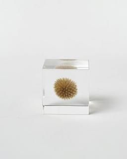 <img class='new_mark_img1' src='https://img.shop-pro.jp/img/new/icons13.gif' style='border:none;display:inline;margin:0px;padding:0px;width:auto;' />Υͥɥ Sola cubeޥ