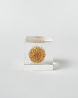 <img class='new_mark_img1' src='https://img.shop-pro.jp/img/new/icons13.gif' style='border:none;display:inline;margin:0px;padding:0px;width:auto;' />Υͥɥ Sola cube󥿥쥢