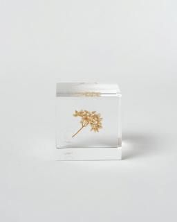 <img class='new_mark_img1' src='https://img.shop-pro.jp/img/new/icons13.gif' style='border:none;display:inline;margin:0px;padding:0px;width:auto;' />Υͥɥ Sola cube饤ե