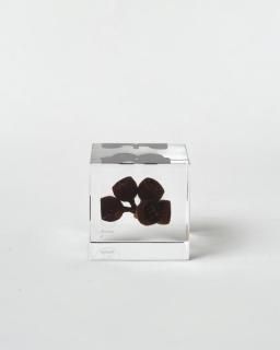 <img class='new_mark_img1' src='https://img.shop-pro.jp/img/new/icons13.gif' style='border:none;display:inline;margin:0px;padding:0px;width:auto;' />Υͥɥ Sola cube桼