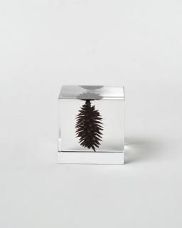 <img class='new_mark_img1' src='https://img.shop-pro.jp/img/new/icons13.gif' style='border:none;display:inline;margin:0px;padding:0px;width:auto;' />Υͥɥ Sola cubeΥ