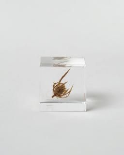 <img class='new_mark_img1' src='https://img.shop-pro.jp/img/new/icons13.gif' style='border:none;display:inline;margin:0px;padding:0px;width:auto;' />Υͥɥ Sola cube󥸥塼