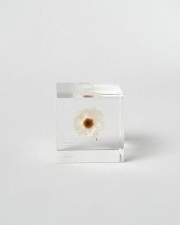 <img class='new_mark_img1' src='https://img.shop-pro.jp/img/new/icons13.gif' style='border:none;display:inline;margin:0px;padding:0px;width:auto;' />Υͥɥ Sola cube